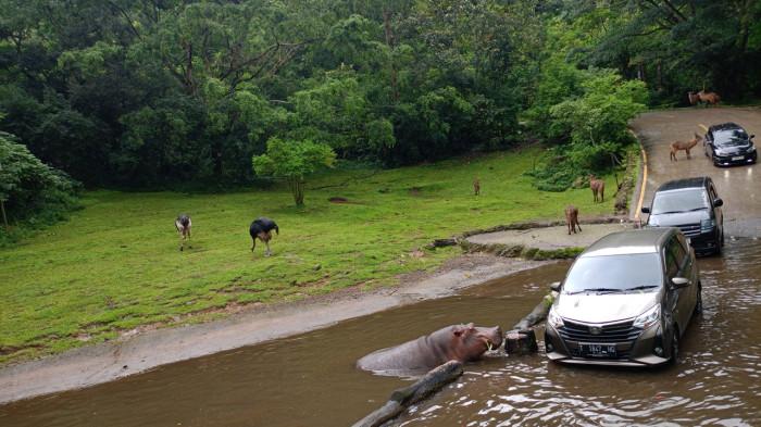 Berkunjung ke Taman Safari Bogor.