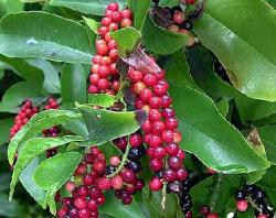 Lima Eksportir Lada di Babel Bertahan