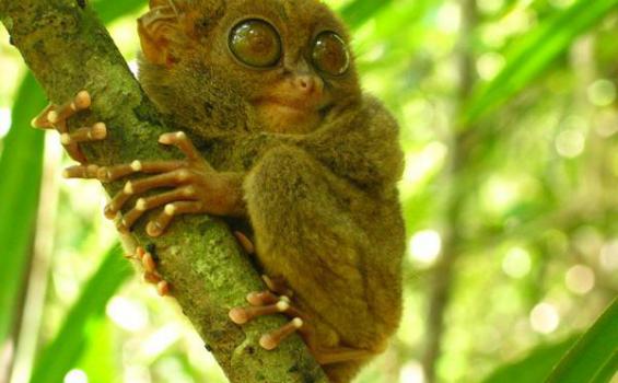 Habitat Tarsius Terancam! Abu Soputan Rusak Hutan Lindung