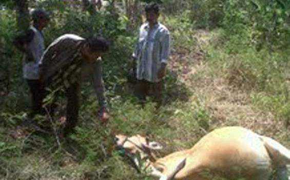 Tiga Sapi Mati di Kebun Warga Diduga Diracun
