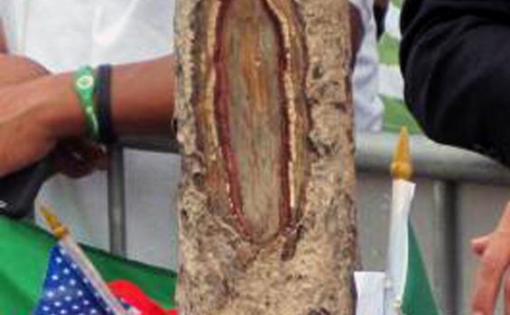 Wajah Mirip Bunda Maria Muncul di Batang Pohon