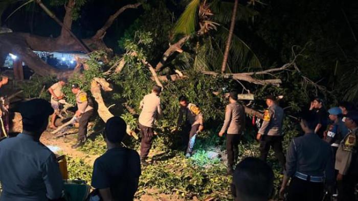 Warga Tewas Tertimpa Pohon di Bali