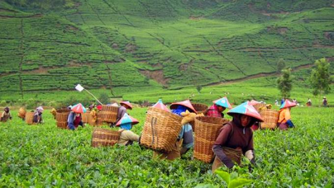 Ide Liburan Akhir Tahun, Berekreasi Sambil Belajar Bisnis dengan Agrowisata - TribunNews.com