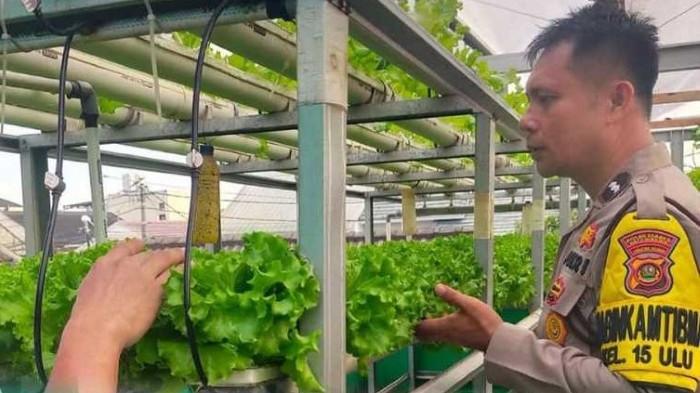 Dari Atap Rumah untuk Ketahanan Pangan: Kisah Aipda Deski Febriansyah dan Selada Hidroponiknya
