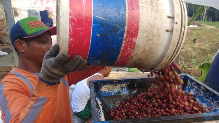 Saat Petani Memanen Kopi Malabar Yang Mashur