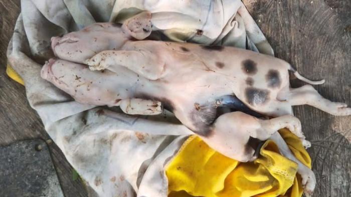 anak babi kepala dua di malaka NTT