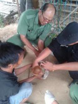 Bekantan Terkepung Asap, Tangan dan Kakinya Melepuh Kena Api