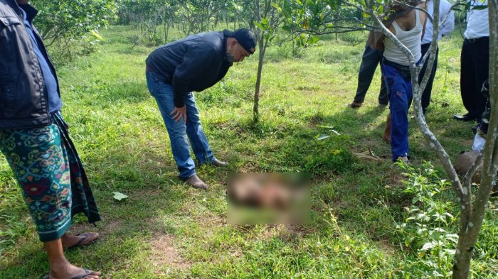 Lagi, Anak Sapi Ditemukan Mati Tapi Organ Dalamnya Raib