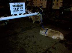 Cerita Anas Tersangka dan Dua Ekor Anjing Cho Cho