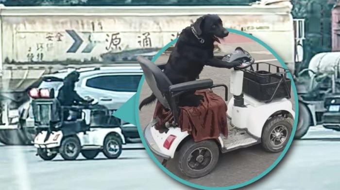VIRAL! Anjing di China Mengemudi Skuter Listrik, Pemiliknya dapat Teguran Polisi
