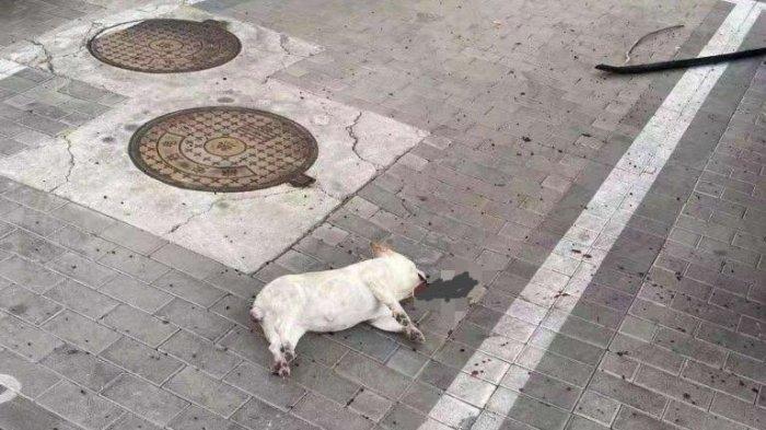 Anjing mati setelah dilempar oleh pemilknya yang takut wabah virus corona.