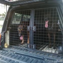 Dua Anjing Disiagakan Selama RJ Lino Diperiksa Bareskrim