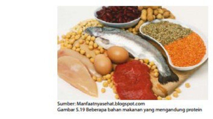 Bahan Makanan yang Mengandung Protein