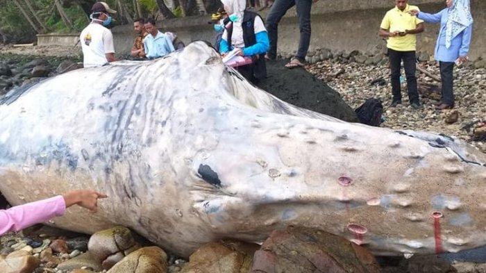 Paus Bungkuk Terdampar di Pinggir Pantai, Jadi Bangkai dan Jadi Tontonan Warga