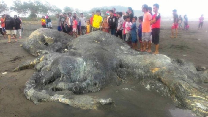 Bangkai Paus Biru di Cilacap Panjang 20 Meter Menusuk Hidung