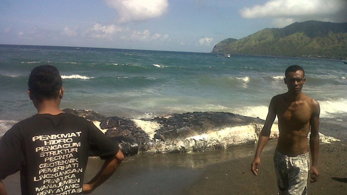 Timbulkan Bau Tidak Sedap, Bangkai Makluk Raksasa Ini Didatangi Warga