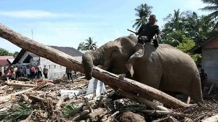 GAJAH DI LOKASI BENCANA SUMATRA - Penampakan gajah Sumatra (Elephas maximus sumatranus) membantu penanganan bencana di Desa Meunasah Bie, Pidie Jaya, Aceh, Senin (8/1/2025).