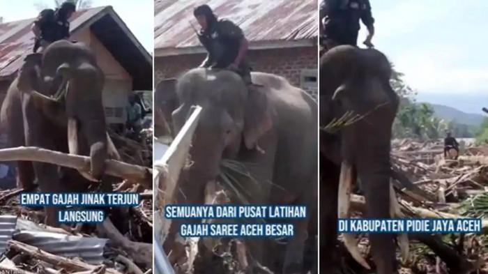 GAJAH DI LOKASI BENCANA SUMATRA - Penampakan gajah Sumatra (Elephas maximus sumatranus) membantu penanganan bencana di Desa Meunasah Bie, Pidie Jaya, Aceh, Senin (8/1/2025).