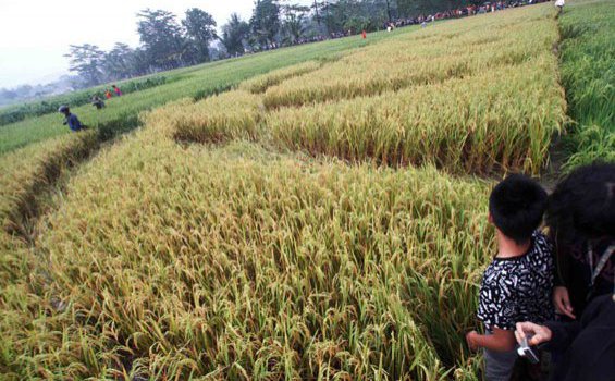 Biarkan Crop Circle Berbah Tetap Jadi Misteri