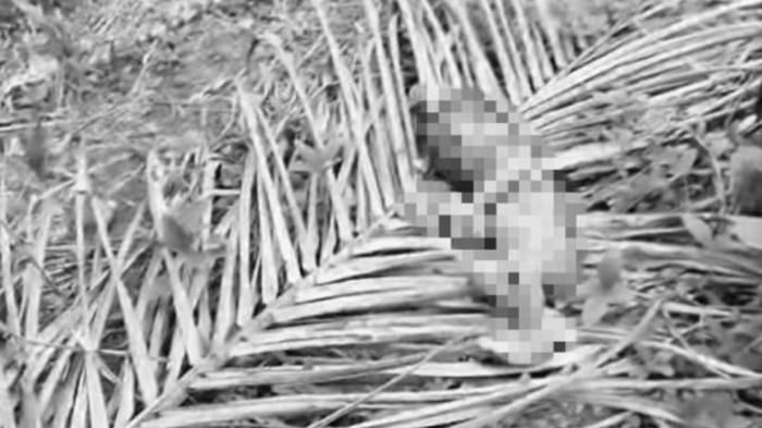 Warga di Riau Temukan Jasad Bayi dalam Kondisi Dimakan Anjing, Diduga Dibuang Orang Tua