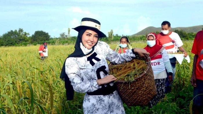 Bella Shofie dan Daniel Rigan, sang suami, saat memanen padi hotong di Pulau Buru, Kepulauan Maluku beberapa waktu lalu