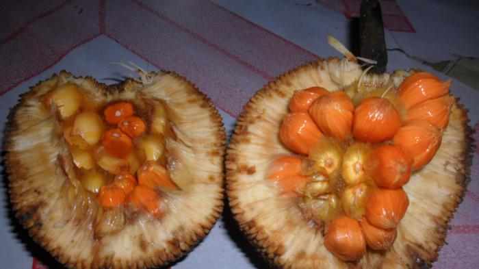 buah keledang