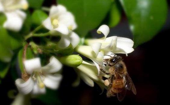 Obat Herbal Sudah Dikenal Sejak Ratusan Tahun Silam