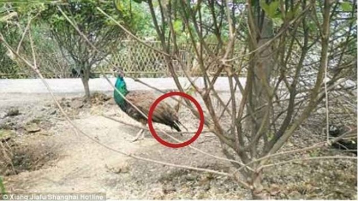 Duh Kejamnya, Wisatawan Ini Tega Cabuti Ekor Burung Merak Hingga Terluka Parah