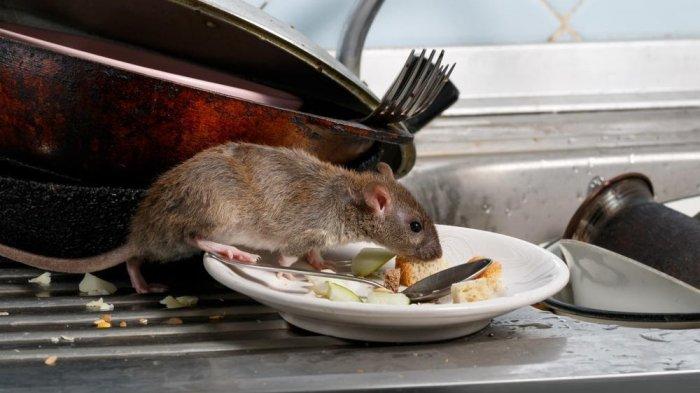 Corona Belum Usai Ada Virus Baru, Tikus Penyebabnya?