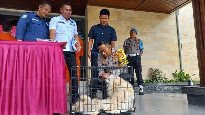 Siswa SMP di Klungkung Curi Uang Rp127 Juta Milik Paman, Digunakan untuk Beli 23 Anjing Ras