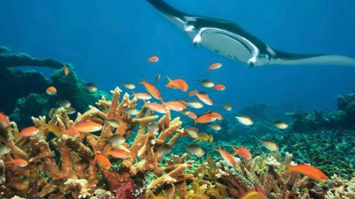 Wisata Bawah Laut Derawan Pesaing Baru Raja Ampat, Akan Jadi Bali Kedua - TribunNews.com