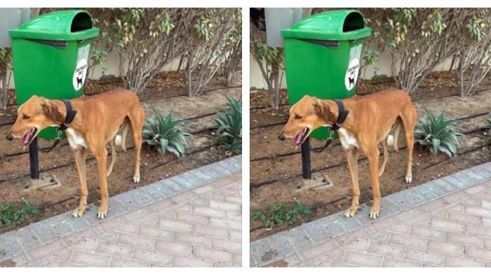 Seekor anjing yang diikat di tempat sampah, diduga ditinggalkan oleh pemiliknya yang akan meninggalkan Dubai, Uni Emirat Arab (UEA) seiring meningkatnya ketegangan militer di kawasan Timur Tengah menyusul serangan Amerika Serikat (AS) dan Israel terhadap Iran mulai Sabtu (28/2/2026).