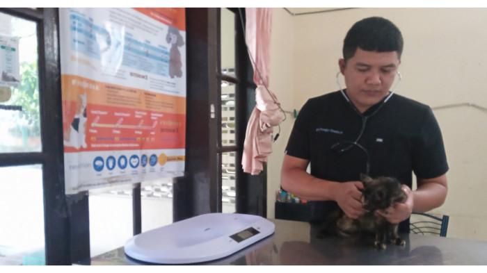 STERILISASI KUCING - Dalam foto: Praktisi hewan kecil dan eksotis Drh. Frengky Chandra Parlinda saat memeriksa pasien kucing bewarna tortie di Praktik Dokter Hewan Lawu Vet, Cangakan, Kabupaten Karanganyar, Jawa Tengah, Kamis (29/1/2026).