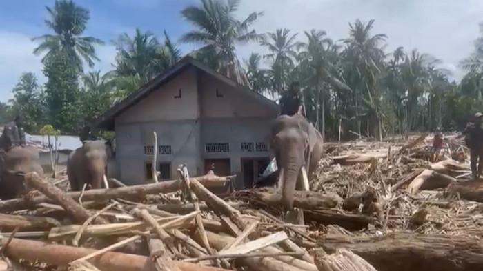 PENANGANAN BENCANA - Balai Konservasi Sumber Daya Alam (BKSDA) Aceh mengerahkan empat ekor gajah untuk membantu membersihkan akibat bencana banjir bandang di kawasan Pidie Jaya, Aceh pada Senin (8/12/2025). Adapun gajah-gajah ini mengangkat material kayu besar dan material berat lainnya di lokasi.