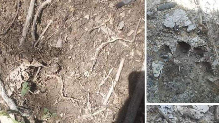 Temuan Jejak Kaki yang Diduga Harimau Gegerkan Muratara