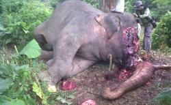 Kepala Gajah Terpenggal Ranjau Besi yang Dipasang Pencari Gading