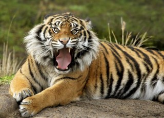 Situasi Dua Desa di Kuala Baru Aceh Singkil Mencekam: 3 Harimau Muncul Saat Hari Gelap