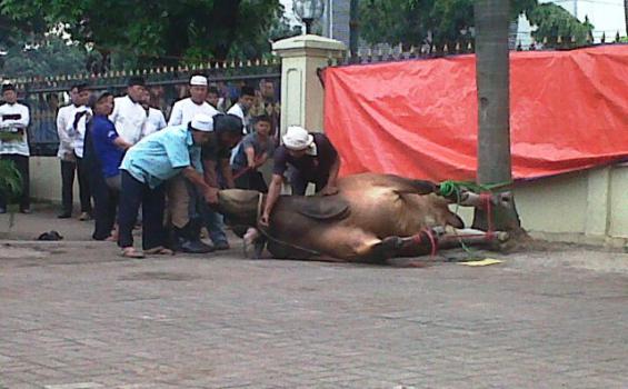 Hewan Kurban Mabes Polri Disalurkan ke Polisi Tak Mampu