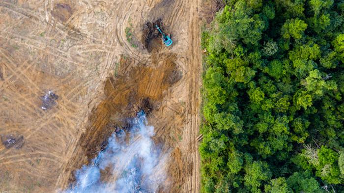 ILUSTRASI DEFORESTASI - Hutan di alam Indonesia dikenal sebagai paru-paru dunia. Namun, deforestasi yang terjadi menjadi salah satu yang mengancam keseimbangan ekosistem, iklim, dan kehidupan jutaan makhluk.