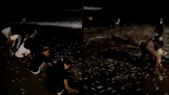 Begini Penjelasan BMKG Soal Video Ikan Terdampar di Pantai yang Dikaitkan dengan Gempa di Bali