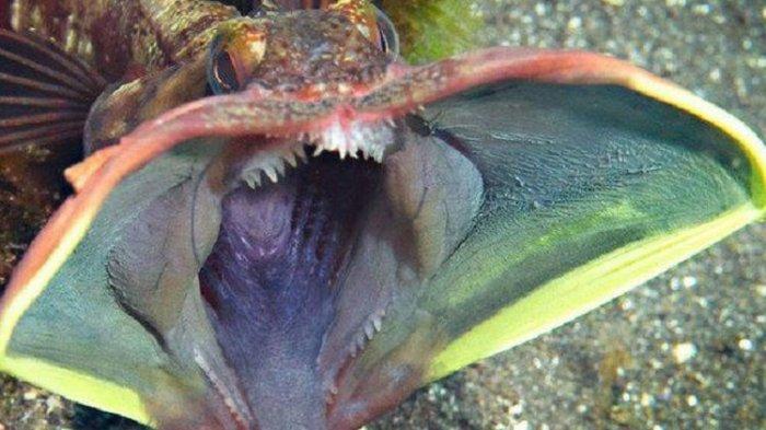 Penampakan Ikan Terjelek di Dunia Berdasarkan Literatur Ilmiah
