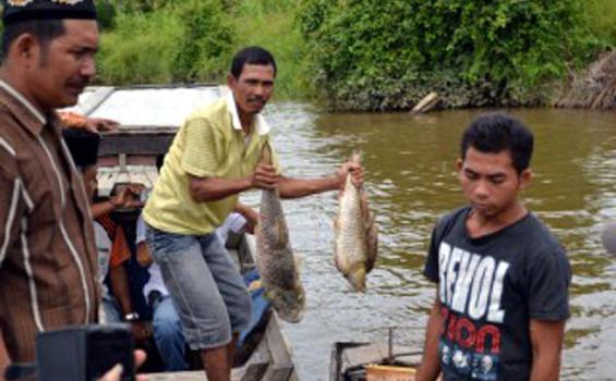 Ribuan Ikan Mati, Ada Indikasi Sungai Tercemar Limbah PMKS
