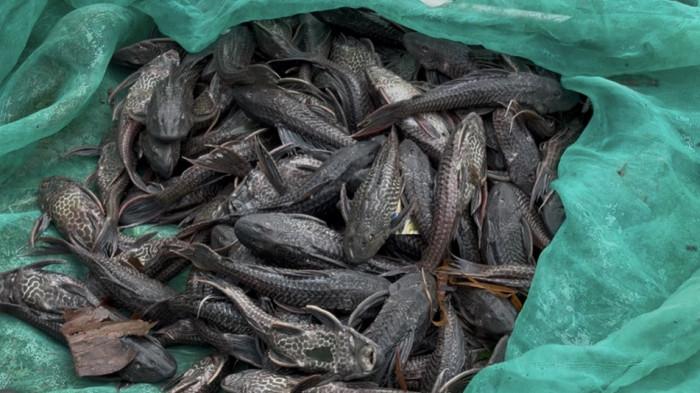 IKAN SAPU-SAPU - Aksi petugas memburu Ikan Sapu-sapu di kawasan Dermaga Ekowisata Ciliwung, Jakarta Timur, Jumat (17/4/2026).