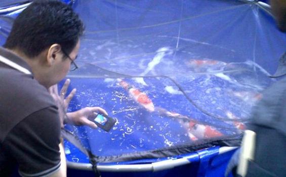 Hanya Yang Terbaik Ikuti Kontes Koi Show and Competition