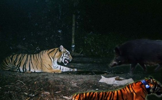 Heboh... Manusia Ini Berubah Jadi Babi Harimau dan Anjing