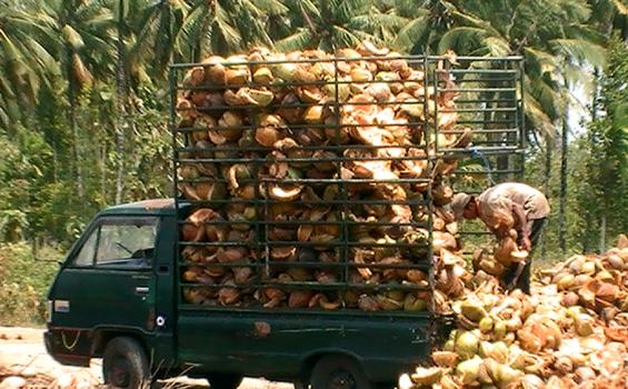 BPPT Identifikasi Produk Sabut Kelapa untuk Dikembangkan