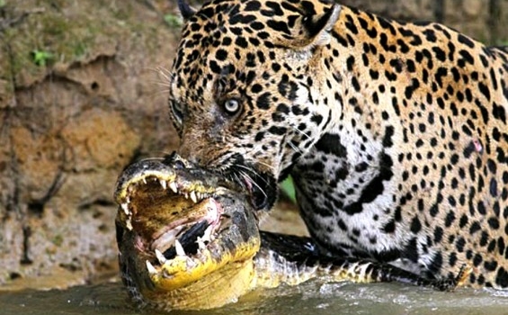 Nah Loh... Buaya Takluk dalam Rahang Jaguar - TribunNews.com