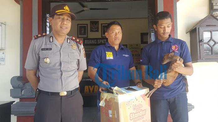Sopir Bus AKAP Margahayu Diupah Rp 30 Ribu Bawa Anak Menjangan