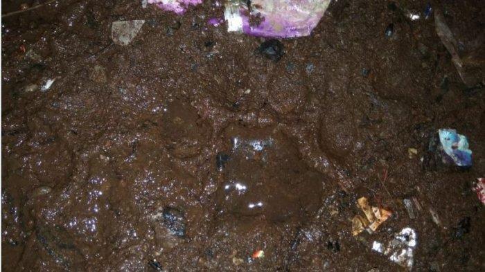 Bukan Harimau, BKSDA Sumsel Ungkap Dugaan Binatang yang Dilihat Warga di Kebun Sawit Muratara