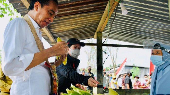 Saat Jokowi Lahap Makan Jagung Rebus Di Pinggir Jalan Sorong